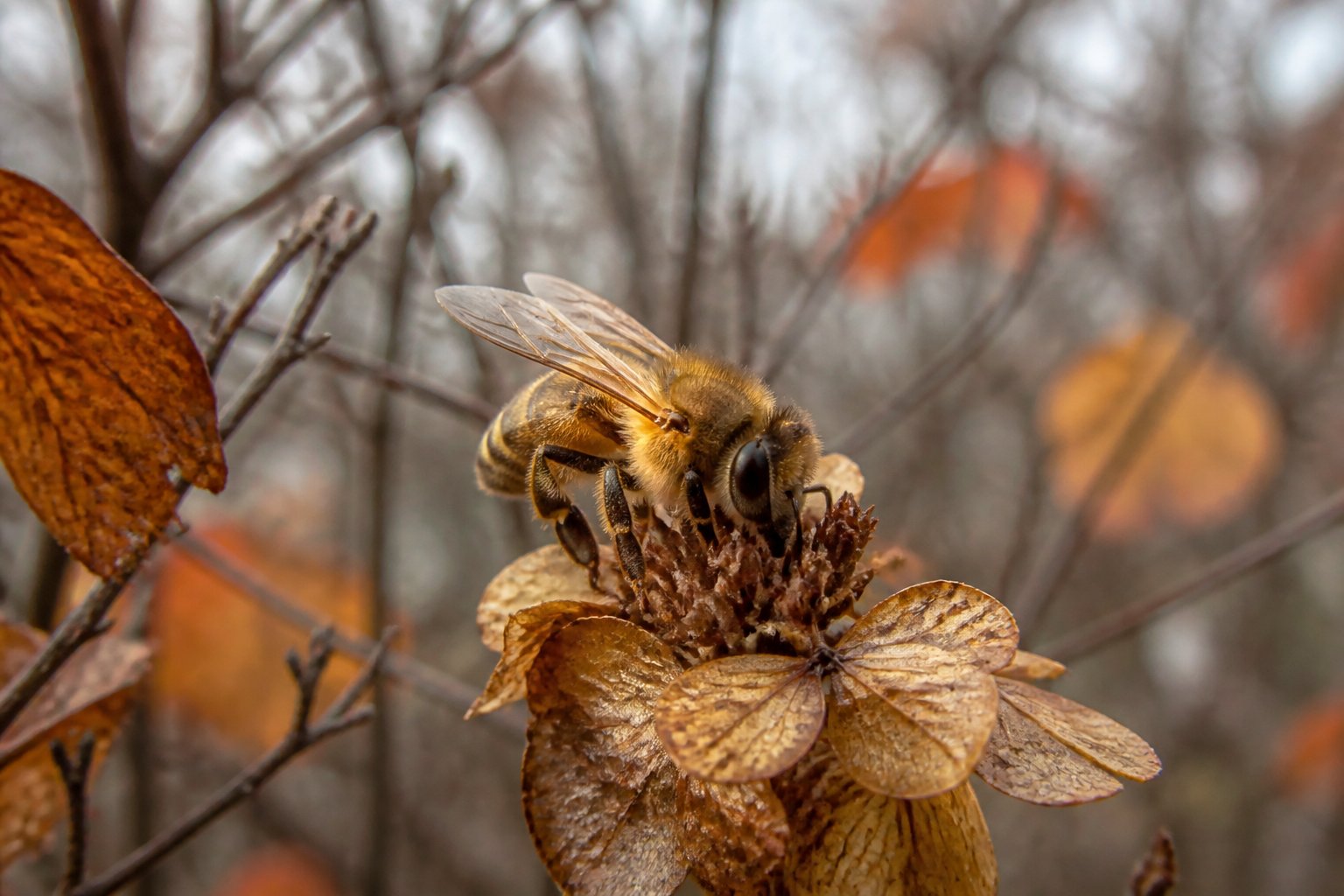 A honeybee resting on a dried flower outdoors in late autumn with bare branches and fall colors in the background.