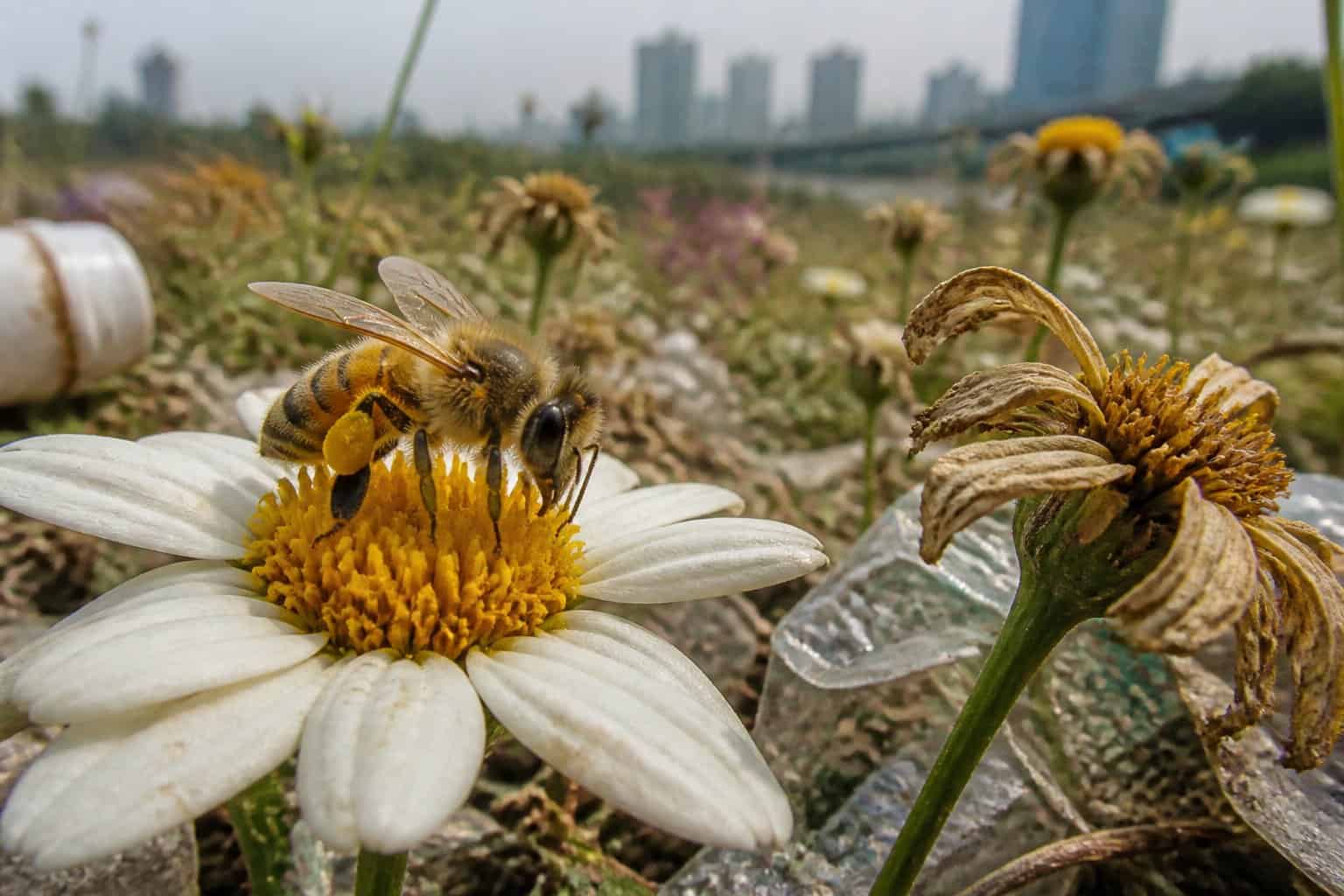 Close-up of a honeybee on a flower surrounded by wilted plants and plastic debris with blurred greenery and distant urban structures in the background.