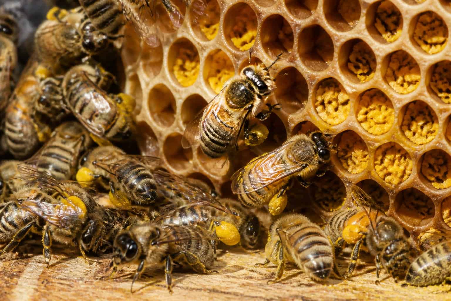 Close-up of honeybees collecting and storing pollen in a honeycomb within a beehive.