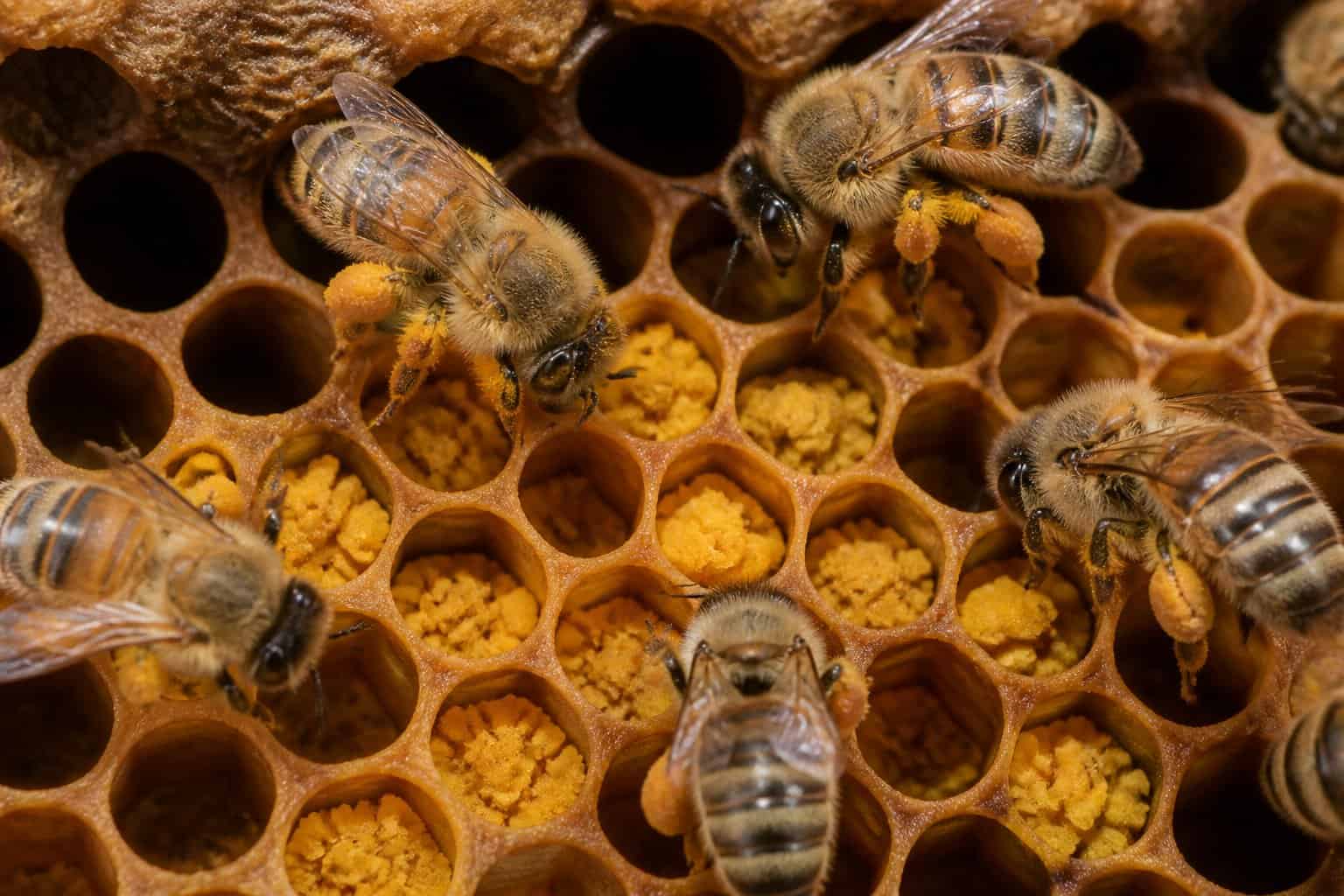 Close-up view of bees inside a hive placing yellow pollen into honeycomb cells.