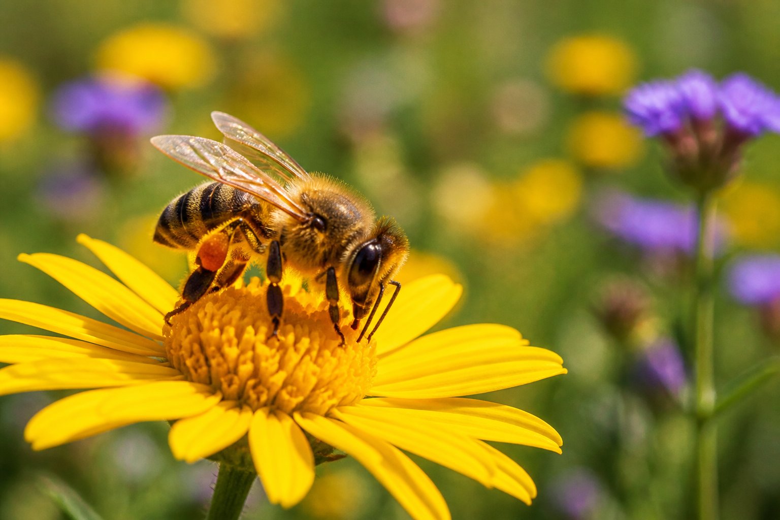 A close-up of a honeybee resting on a yellow flower in a sunlit meadow with green plants and wildflowers in the background.