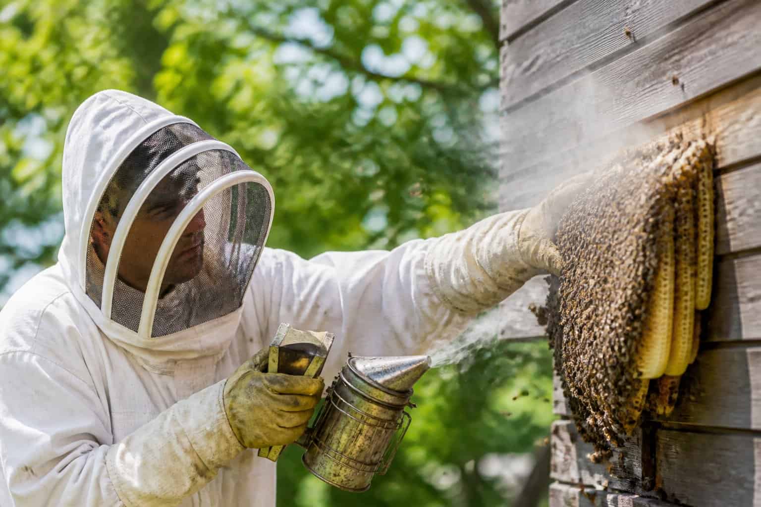A beekeeper in protective clothing carefully removing a beehive from a wooden structure outdoors with bees flying calmly around.