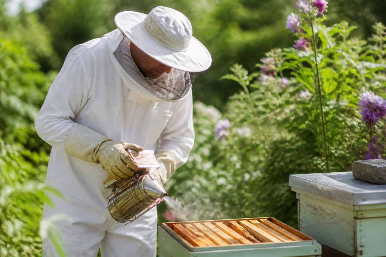A beekeeper in protective clothing using a smoker near a beehive in a garden.