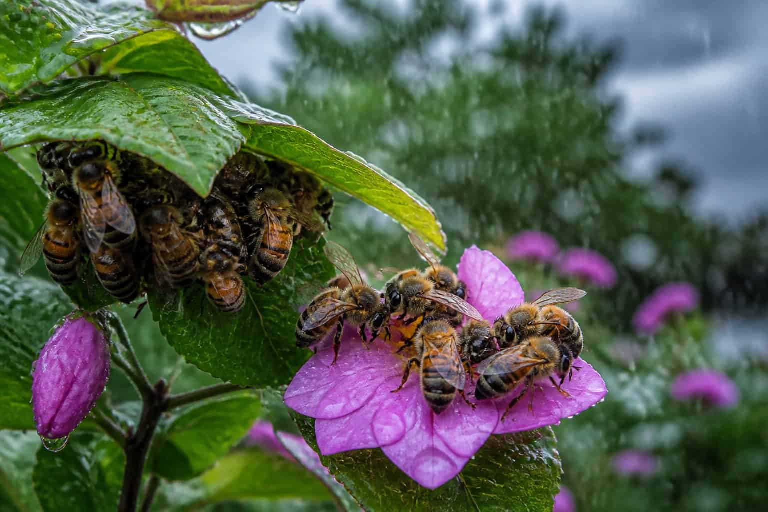 Honeybees gathering on leaves and flowers with raindrops falling around them during a light rain.
