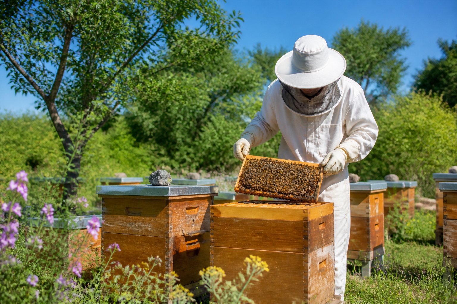 A beekeeper in protective clothing inspects wooden beehives in a sunny garden surrounded by flowers and trees.
