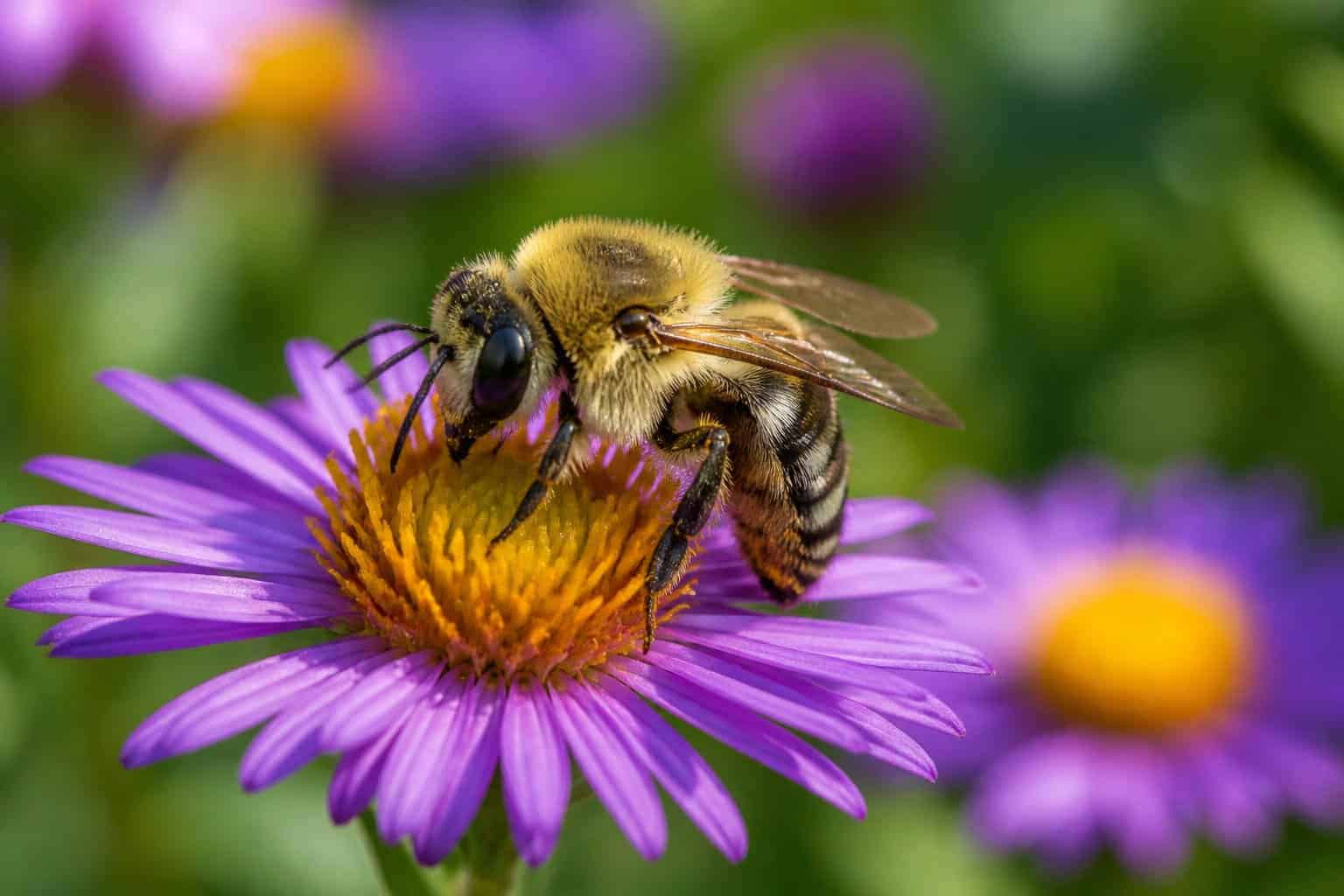Which Bees Are Solitary? Types And Identification Which Bees Are Solitary? Types And Identification