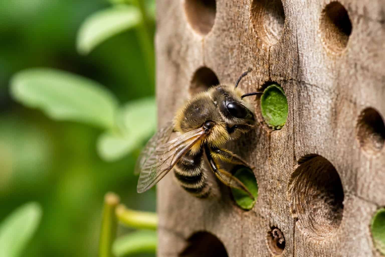 Close-up of solitary bees individually perched on flowers and nesting in small holes in wood and soil.
