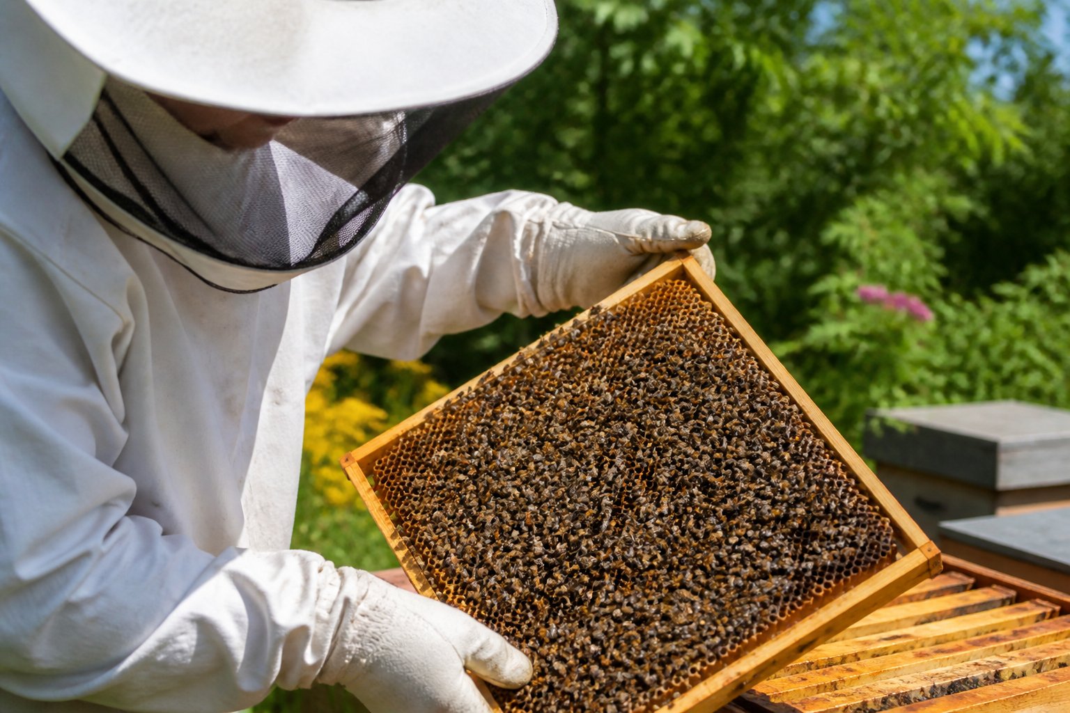 Where Do You Get Bees For A Beehive? Best Sources Where Do You Get Bees For A Beehive? Best Sources