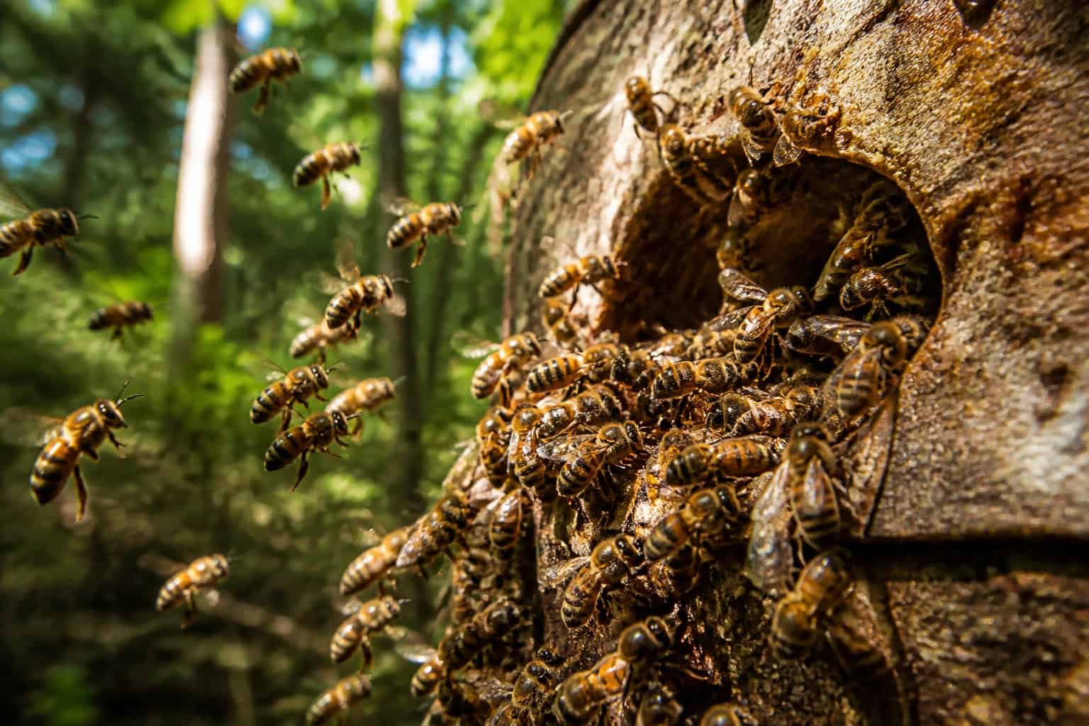 Close-up of Africanized honey bees swarming around a hive entrance on a tree in a forest.