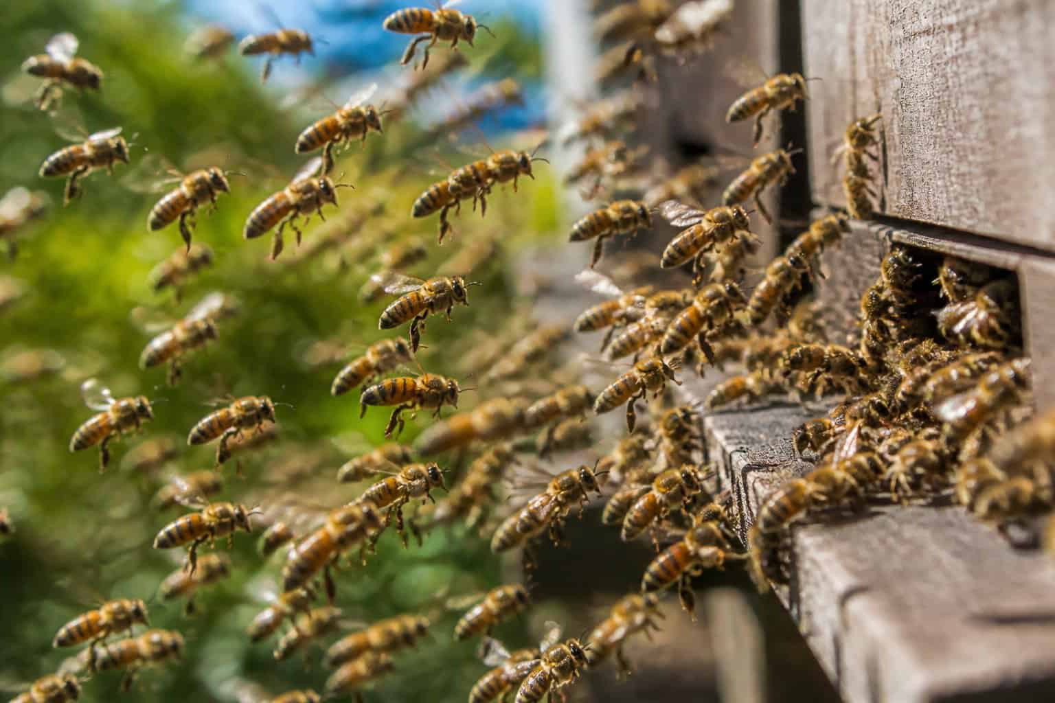 A close-up of a swarm of Africanized honey bees flying around the entrance of a beehive outdoors.