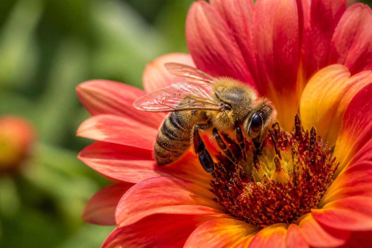 A bee collecting nectar from a red and orange flower with green blurred background.