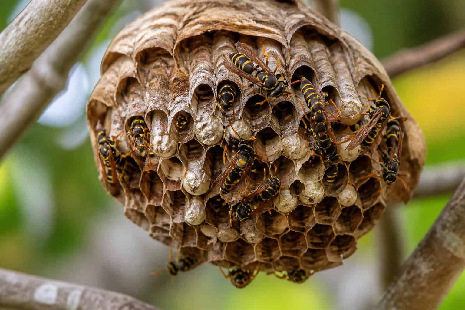 Close-up of a bee or wasp nest attached to a tree branch with several insects moving around it.