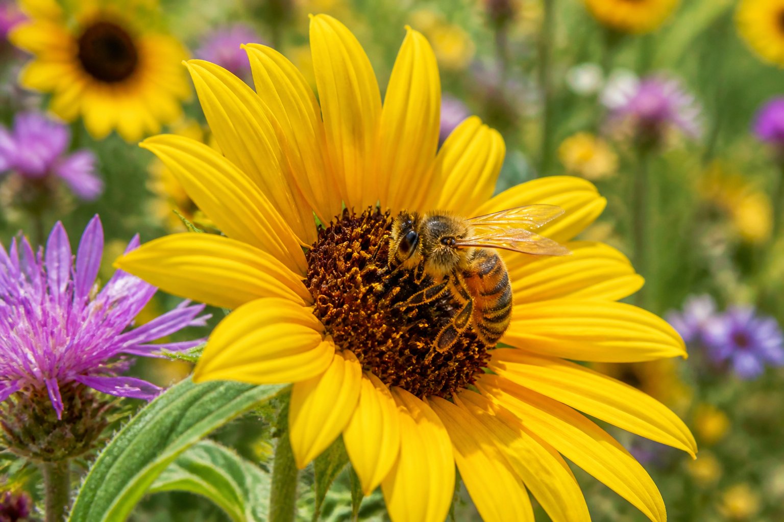 Will The Bees Go Extinct? What The Evidence Shows Will The Bees Go Extinct? What The Evidence Shows