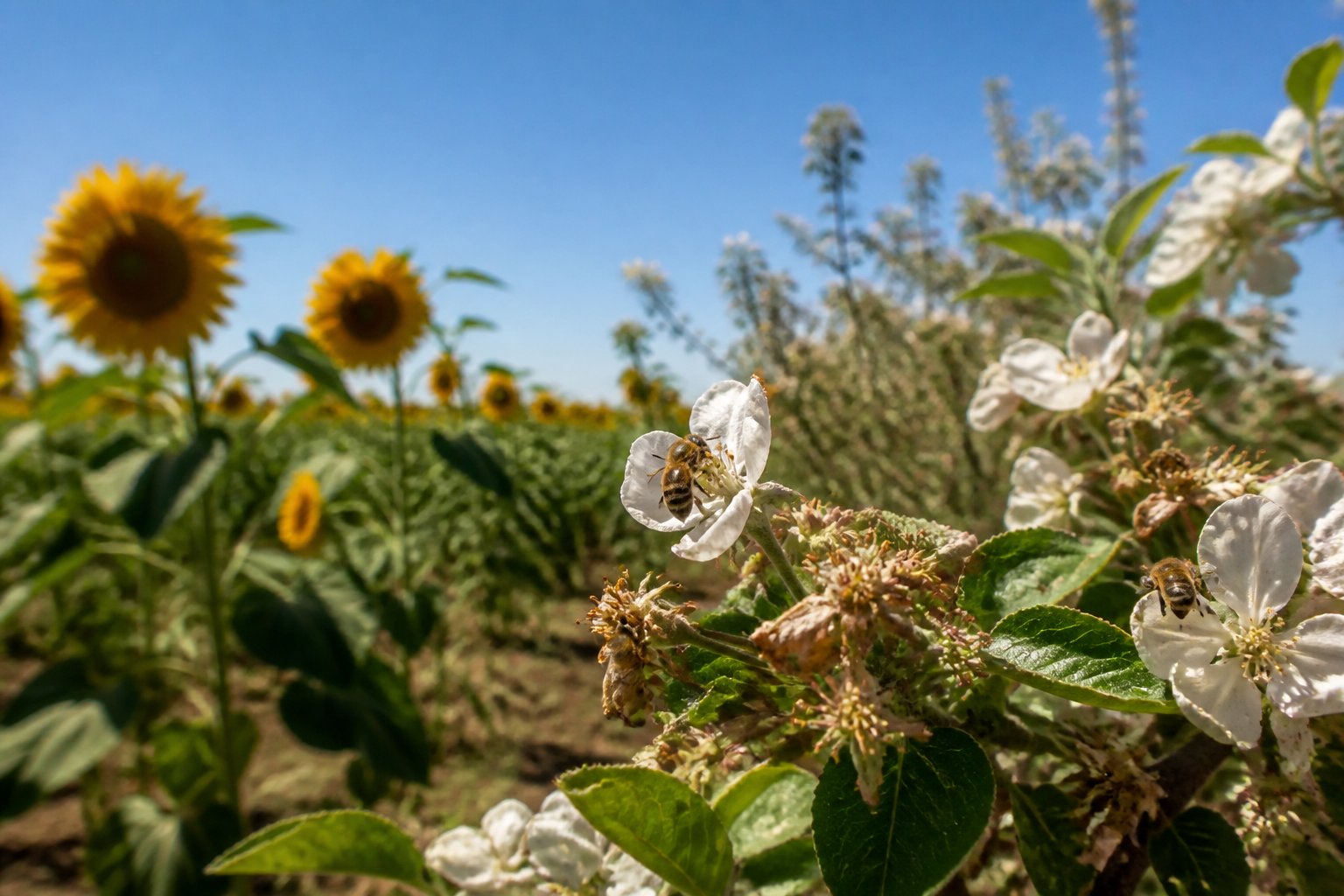 Close-up of honeybees on flowering crops in a field with some wilting flowers and fewer bees, showing the impact of bee decline on plants and ecosystems.