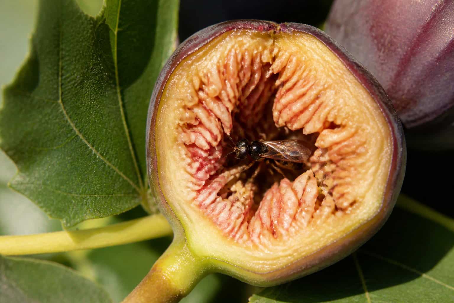 Close-up of a ripe fig cut open showing tiny flowers inside with a small wasp pollinating them, surrounded by green fig leaves.