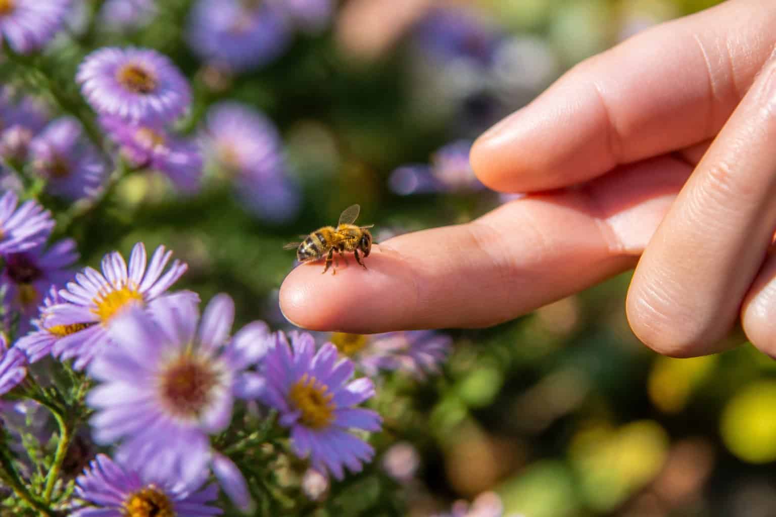 How Are Bees Like Humans? Social Similarities Explained How Are Bees Like Humans? Social Similarities Explained