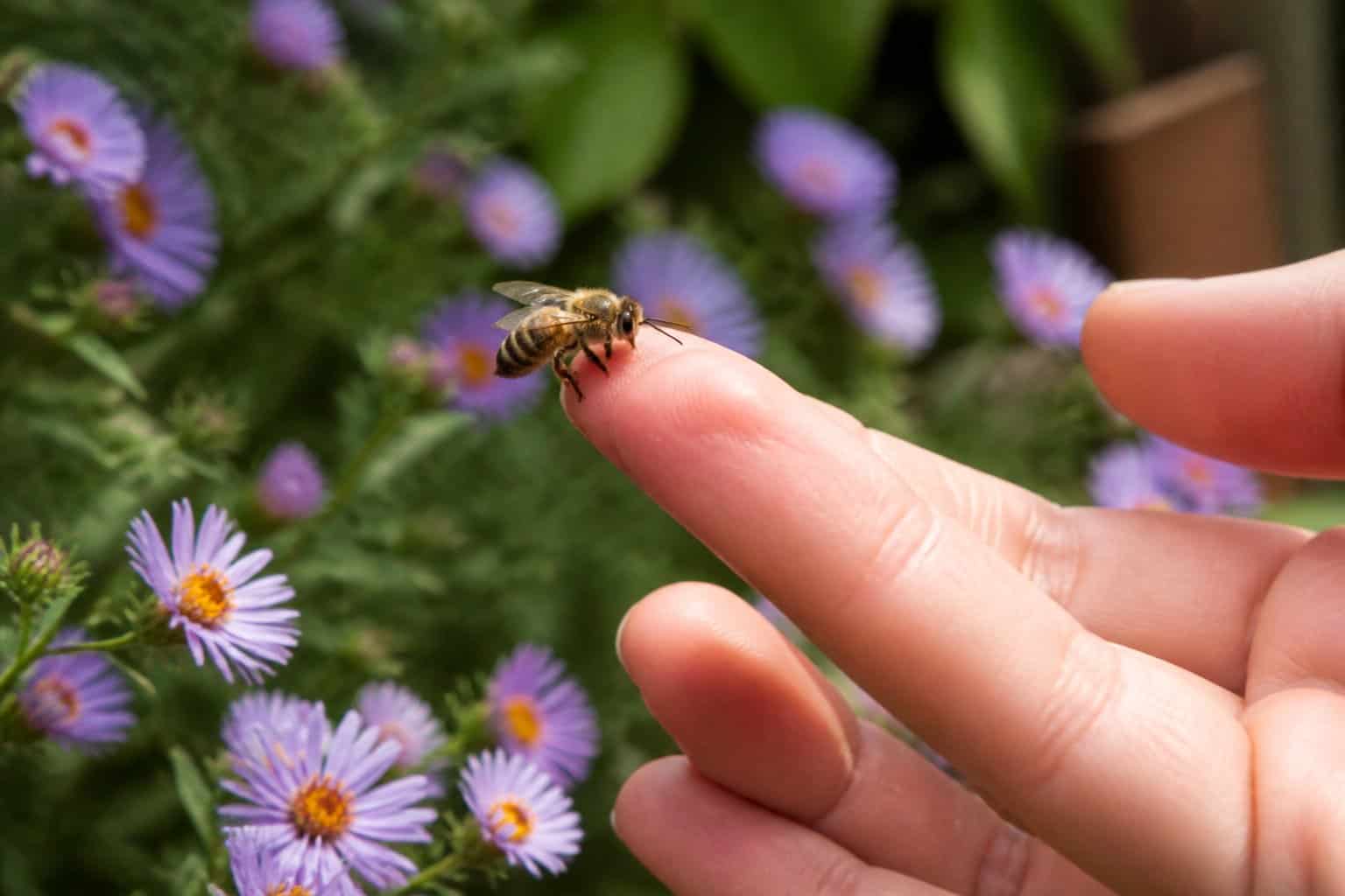 A honeybee resting on a person's outstretched finger outdoors with green plants and flowers in the background.