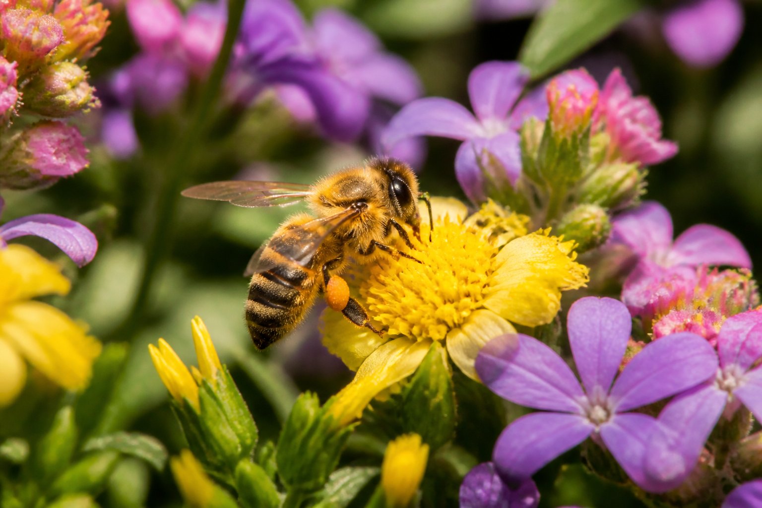 What Is The Function Of Bee Pollen? Uses And Benefits What Is The Function Of Bee Pollen? Uses And Benefits