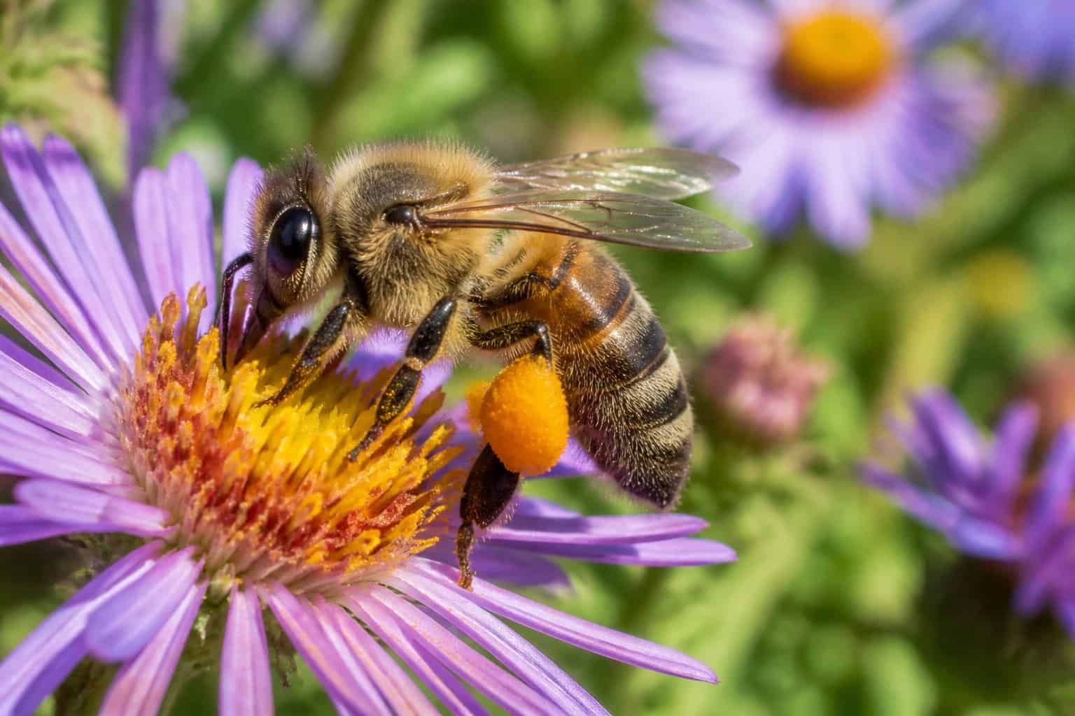 Close-up of a honeybee collecting colorful pollen from flowers in a natural outdoor environment.