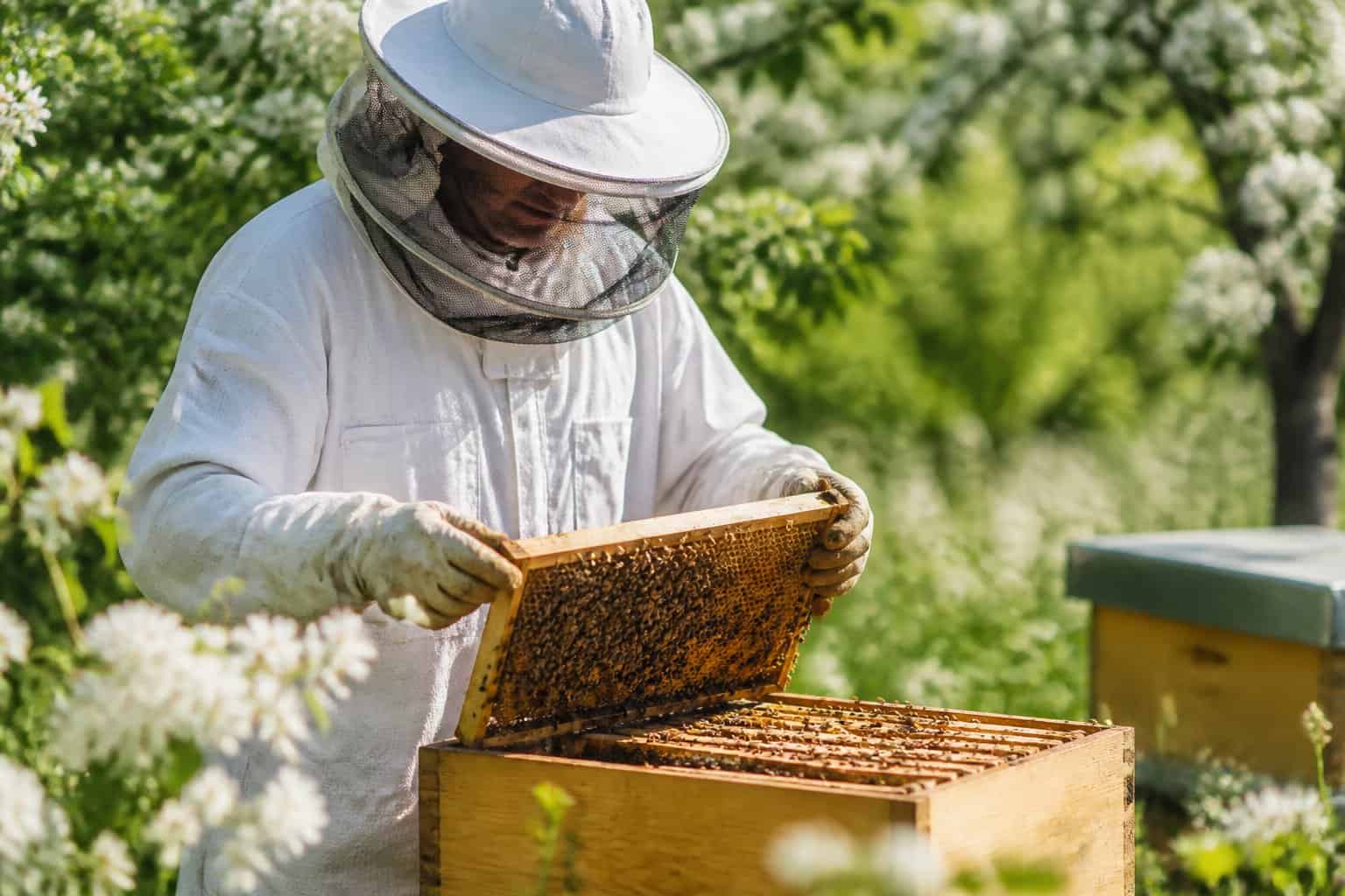 A person wearing protective beekeeping gear inspecting a wooden beehive outdoors surrounded by greenery and flowering plants.