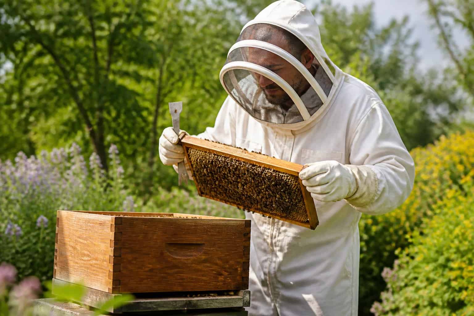 A beekeeper in protective clothing inspecting a wooden beehive outdoors with bees flying around.