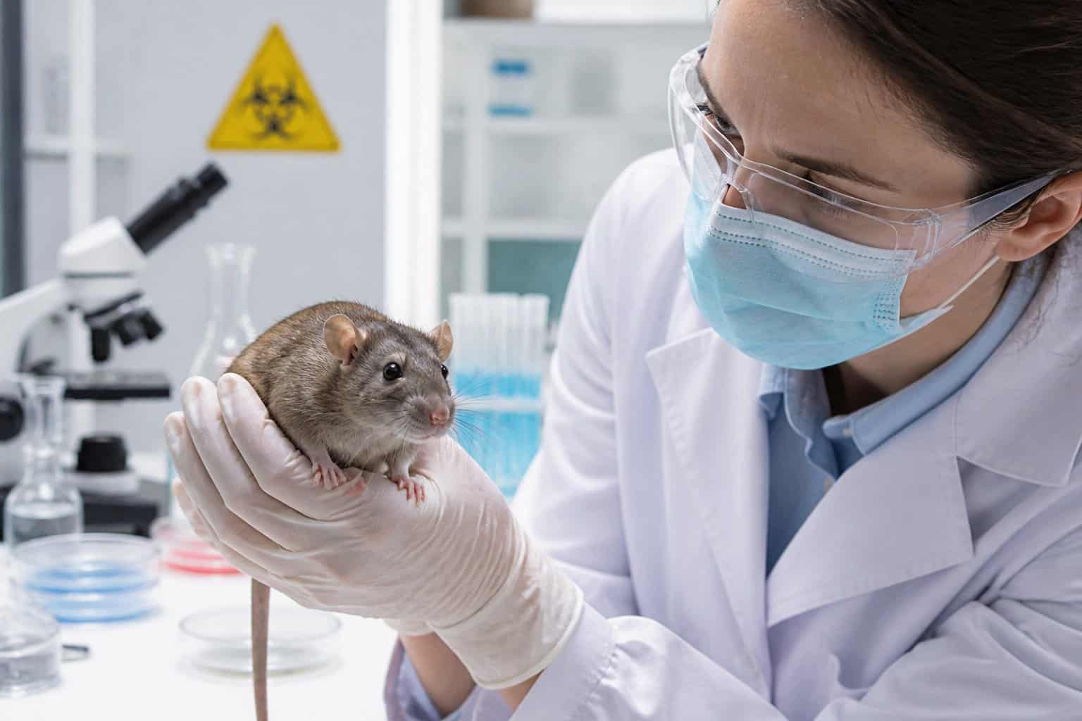 Touching Rats Are Rats Scared Of Humans? Behavior And Risk - Know Animals