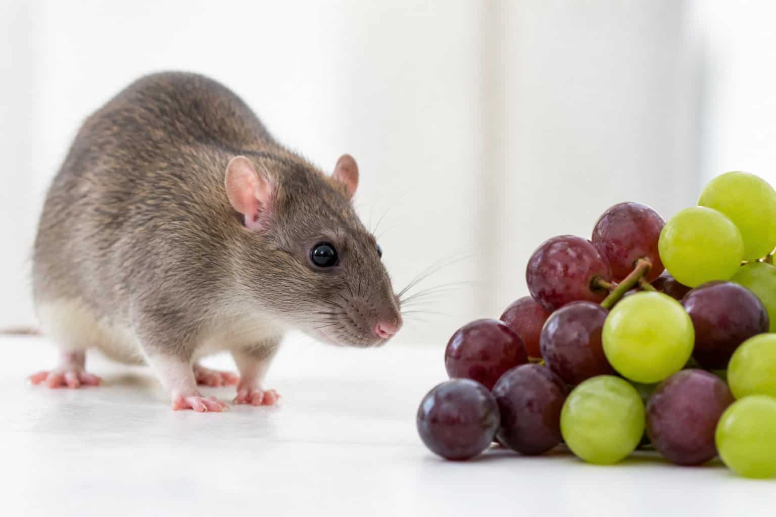 A rat cautiously approaching a small cluster of fresh grapes on a white surface.