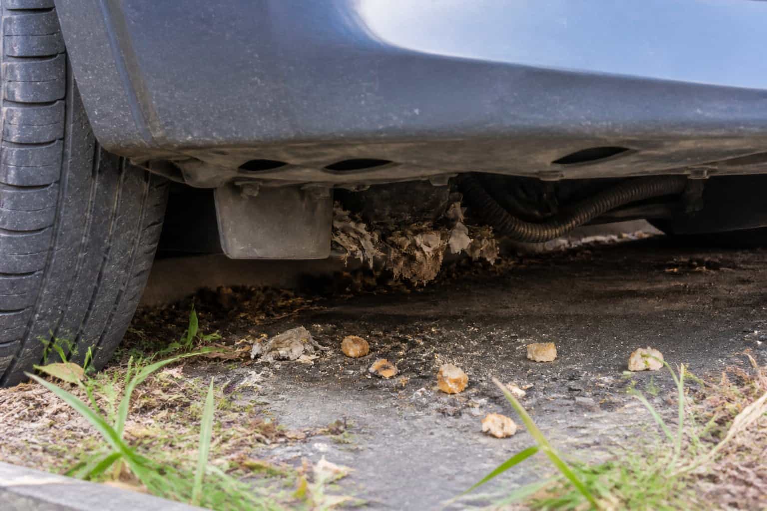 Close-up of a parked car's undercarriage and wheel area showing signs of rat activity with nesting materials and footprints nearby.