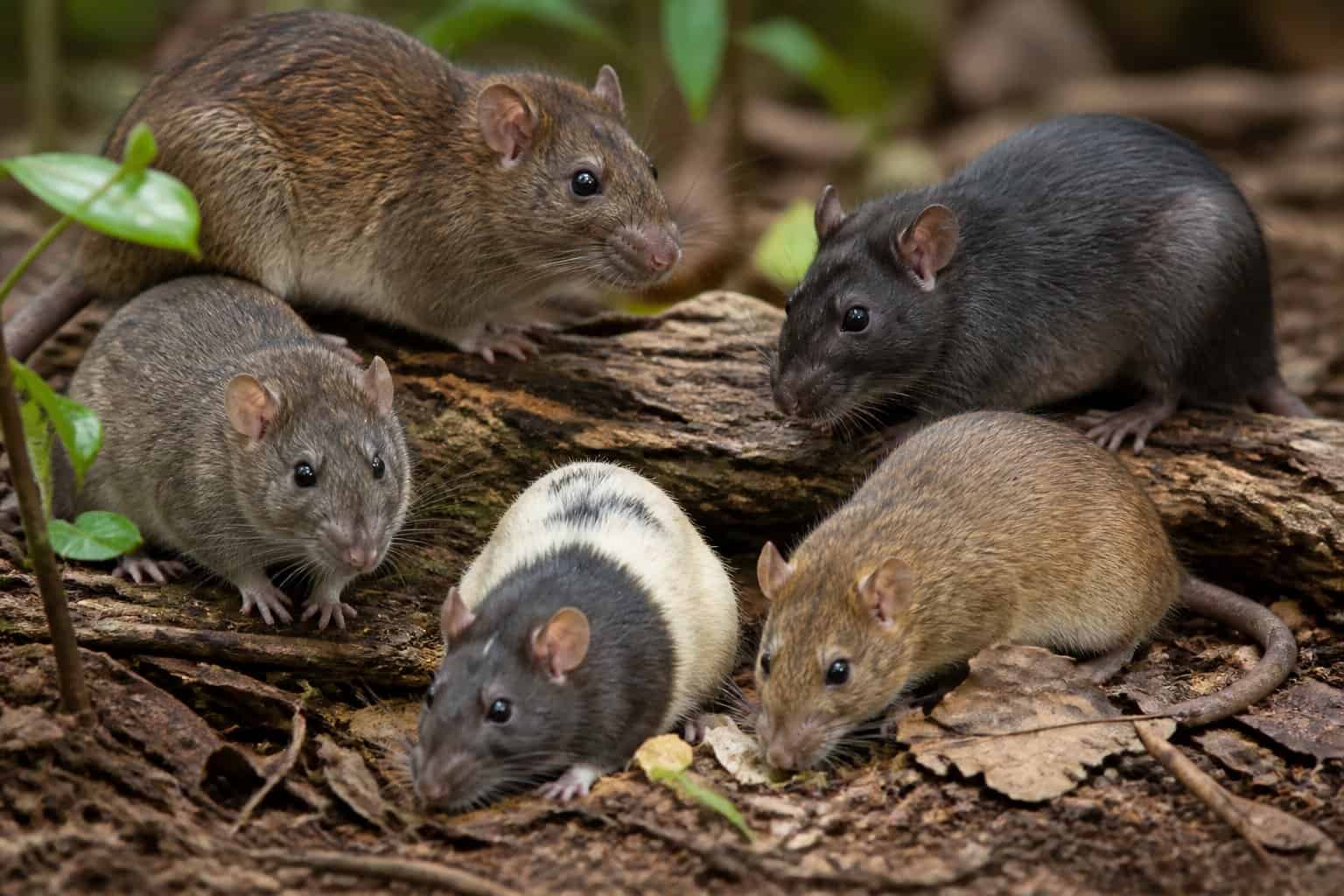 Several different types of rats on natural ground and branches in an outdoor setting.