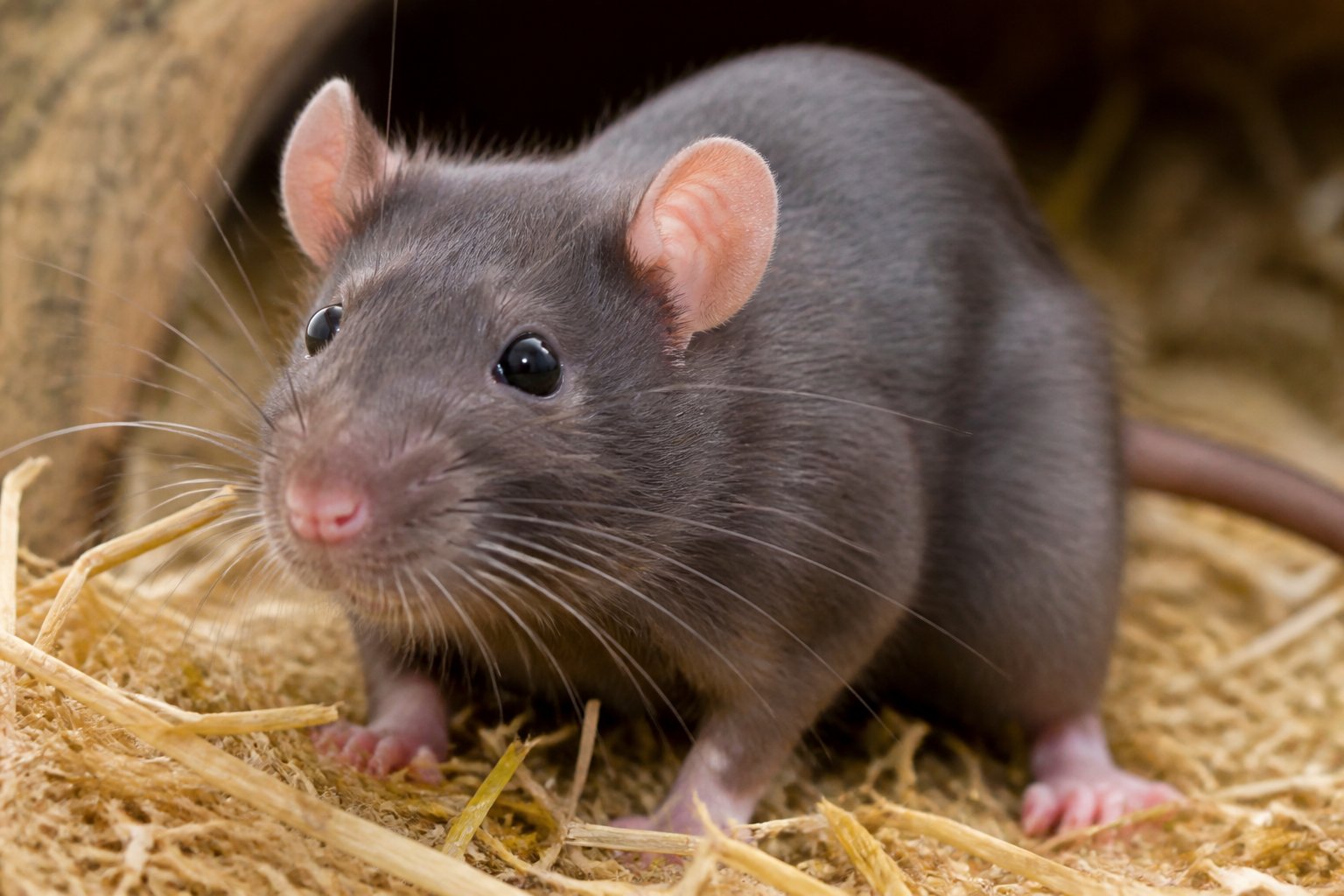 A close-up of a young adult rat sitting on soft bedding in a natural environment.