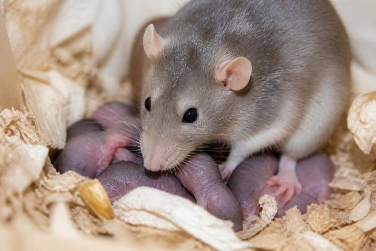A mother rat caring for her newborn pups in a small nest with soft bedding.
