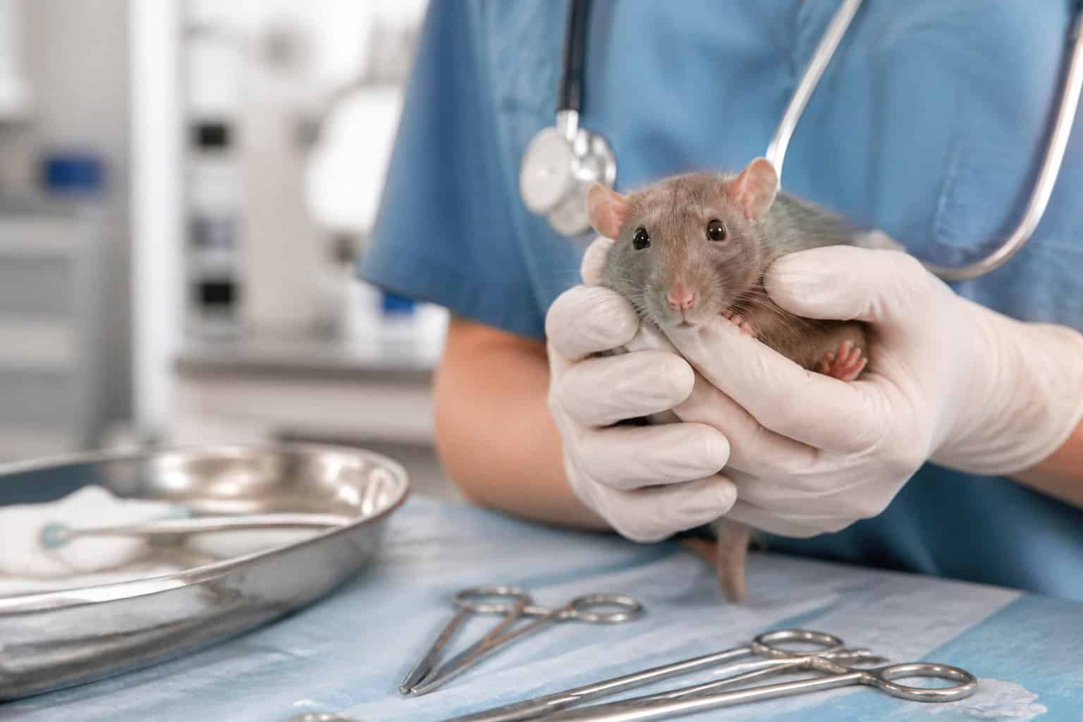A veterinarian gently holding a pet rat in a clean clinic setting with medical instruments nearby.