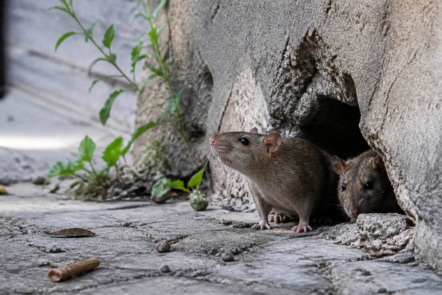 Several rats cautiously emerging from a dark crevice in an urban alley during daylight.