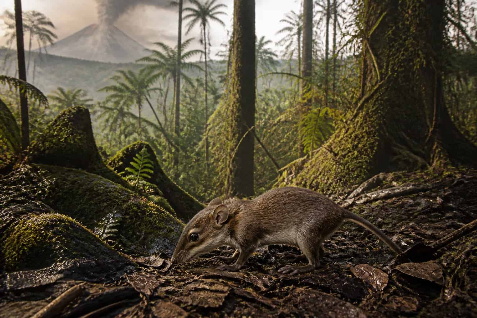 A small early rat-like mammal exploring a dense prehistoric forest with ancient trees and ferns.