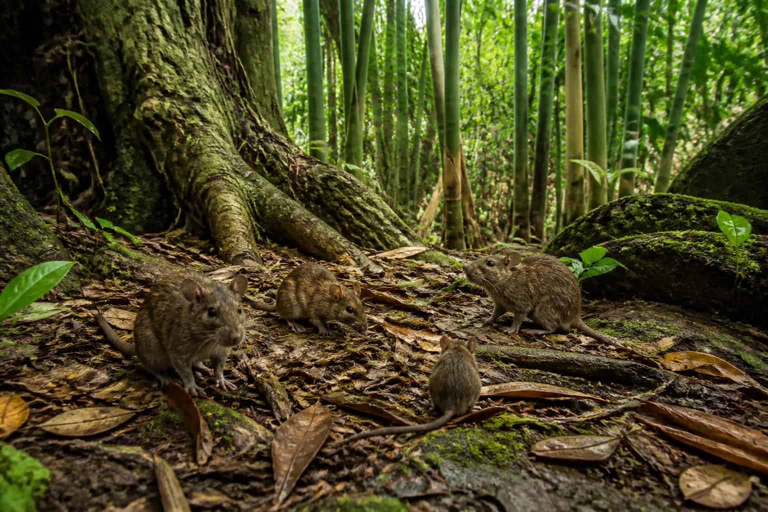 Wild rats and mice in a dense Asian forest with bamboo and tropical plants, surrounded by leaves and rocks.