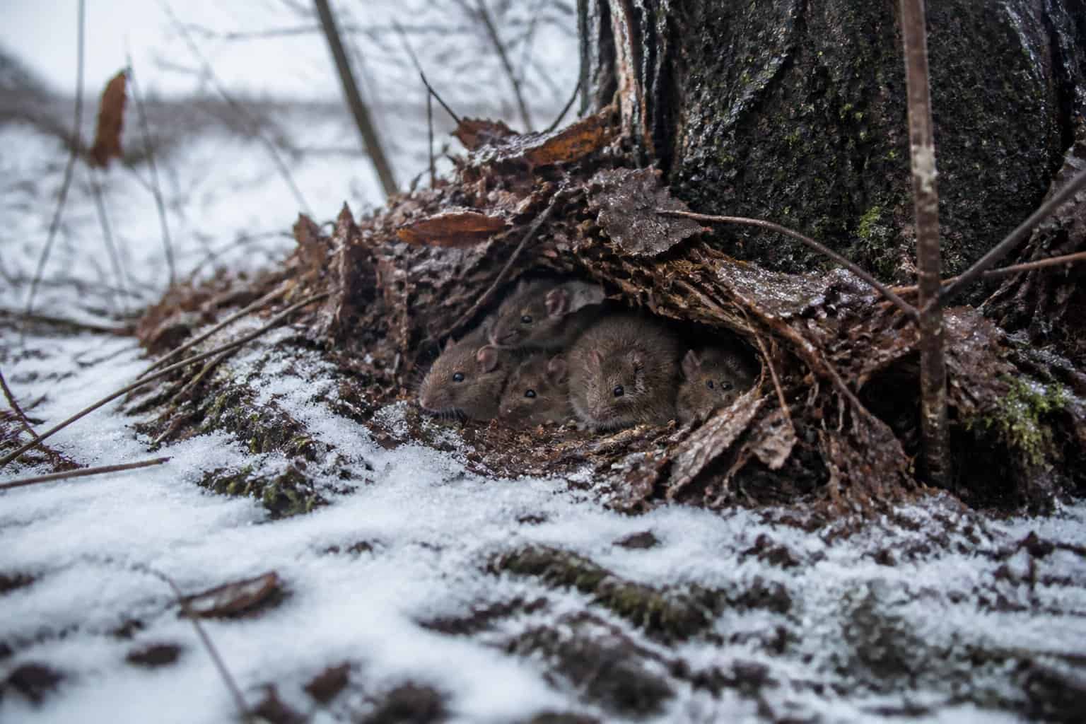 Small brown rats hiding under dry leaves and twigs near a tree trunk in a frosty winter forest setting.