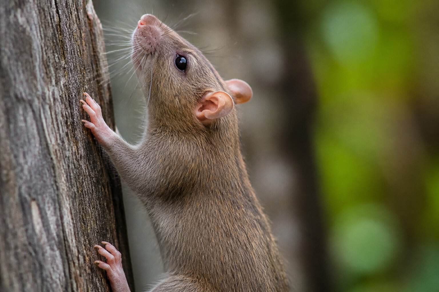 Close-up of a brown rat climbing a rough vertical surface with sharp claws gripping tightly.