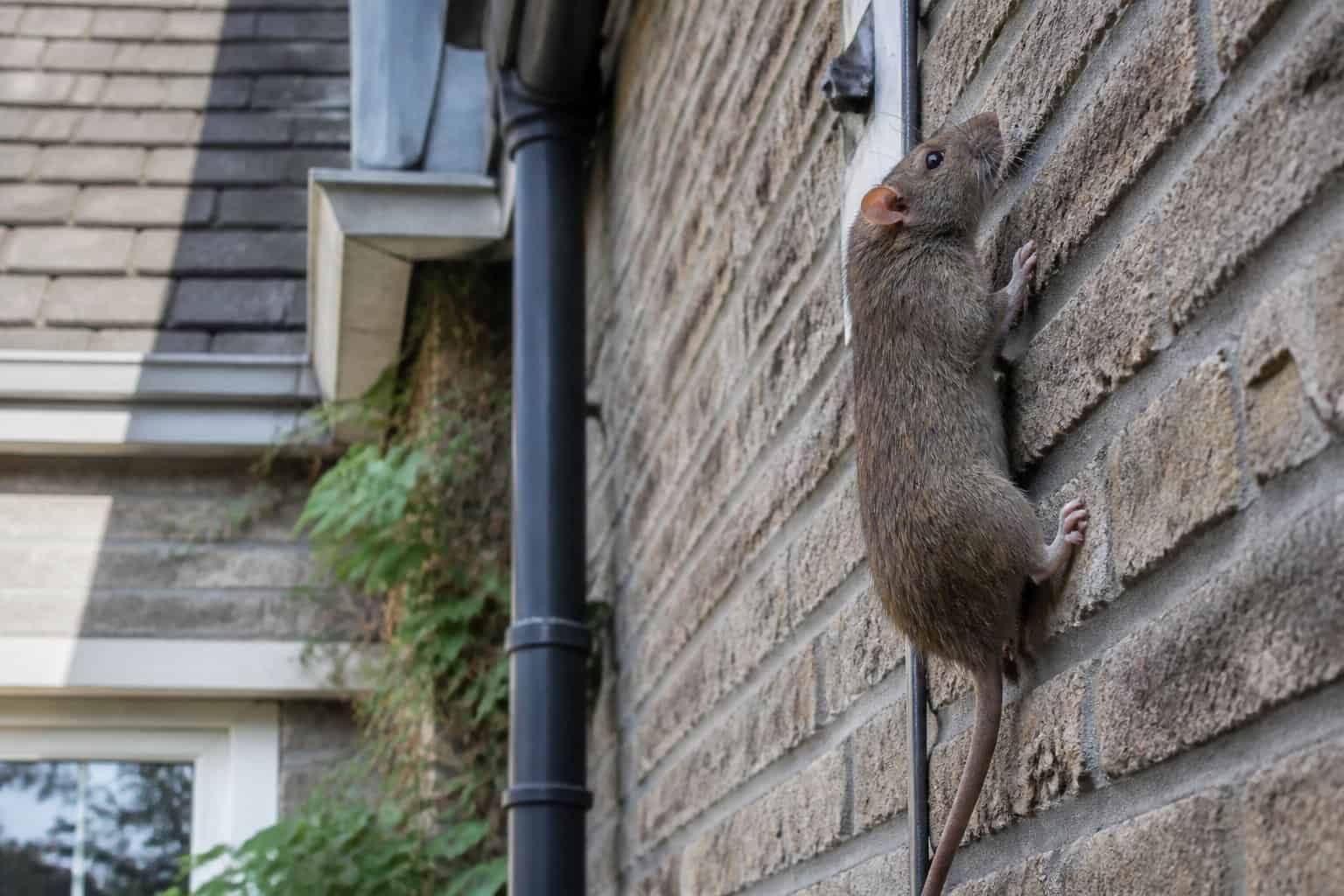 A brown rat climbing the exterior wall of a house near a window, surrounded by home siding and greenery.
