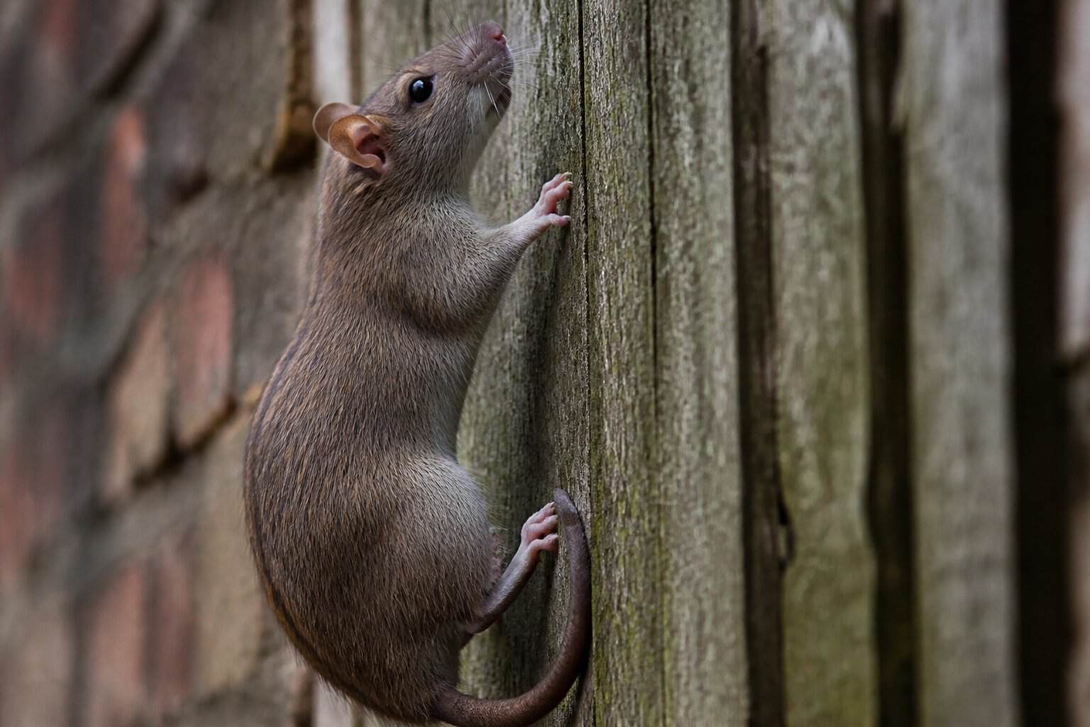 A rat climbing on a vertical wooden fence outdoors.