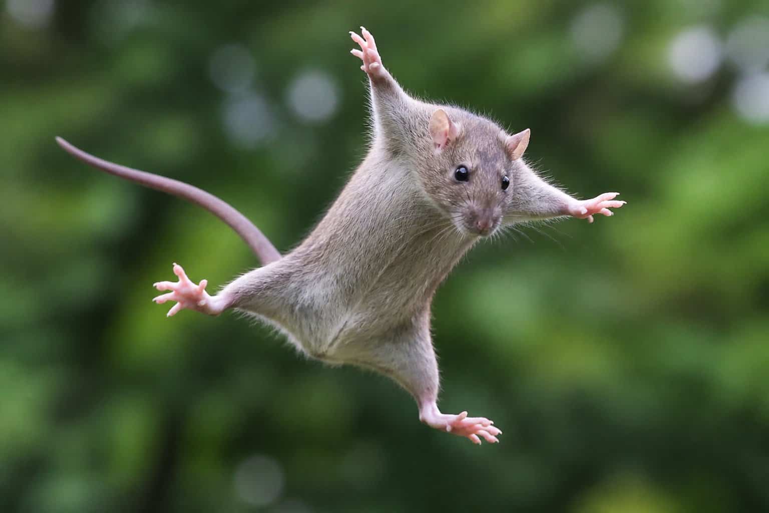 A rat falling through the air with limbs spread wide against a blurred green background.