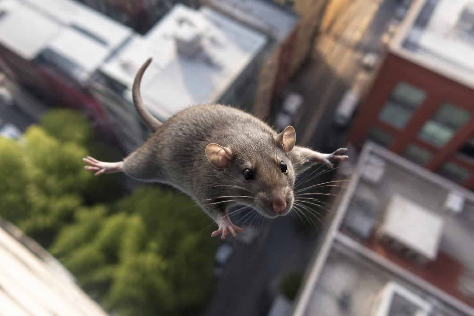 A rat falling through the air above rooftops and trees, appearing calm and agile.