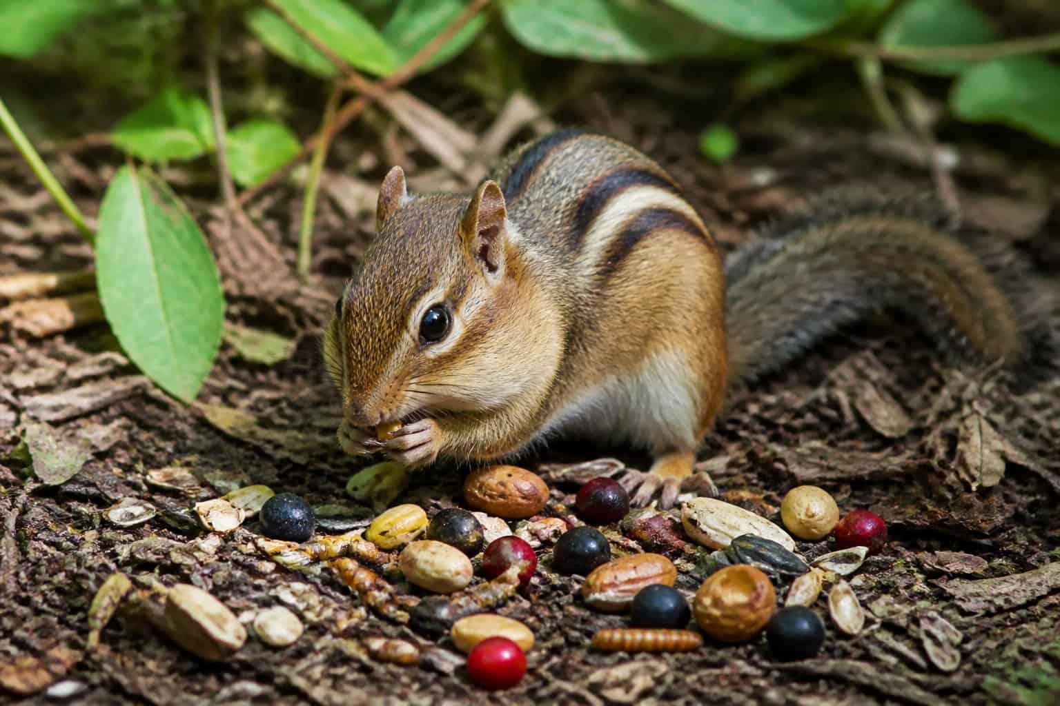 A chipmunk foraging on the forest floor surrounded by seeds, nuts, berries, and insects.