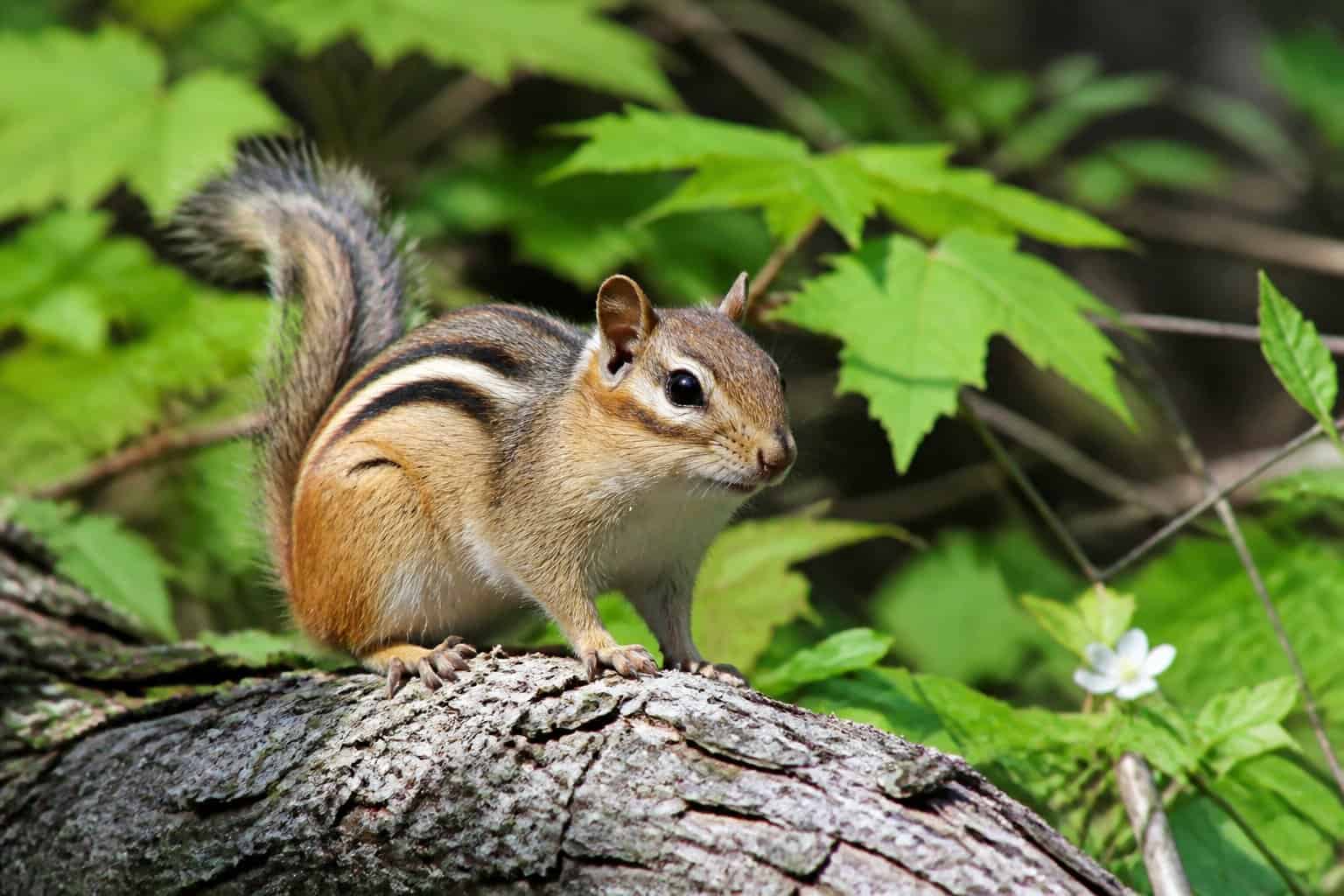 A chipmunk sitting on a tree branch in a sunlit forest during the day.