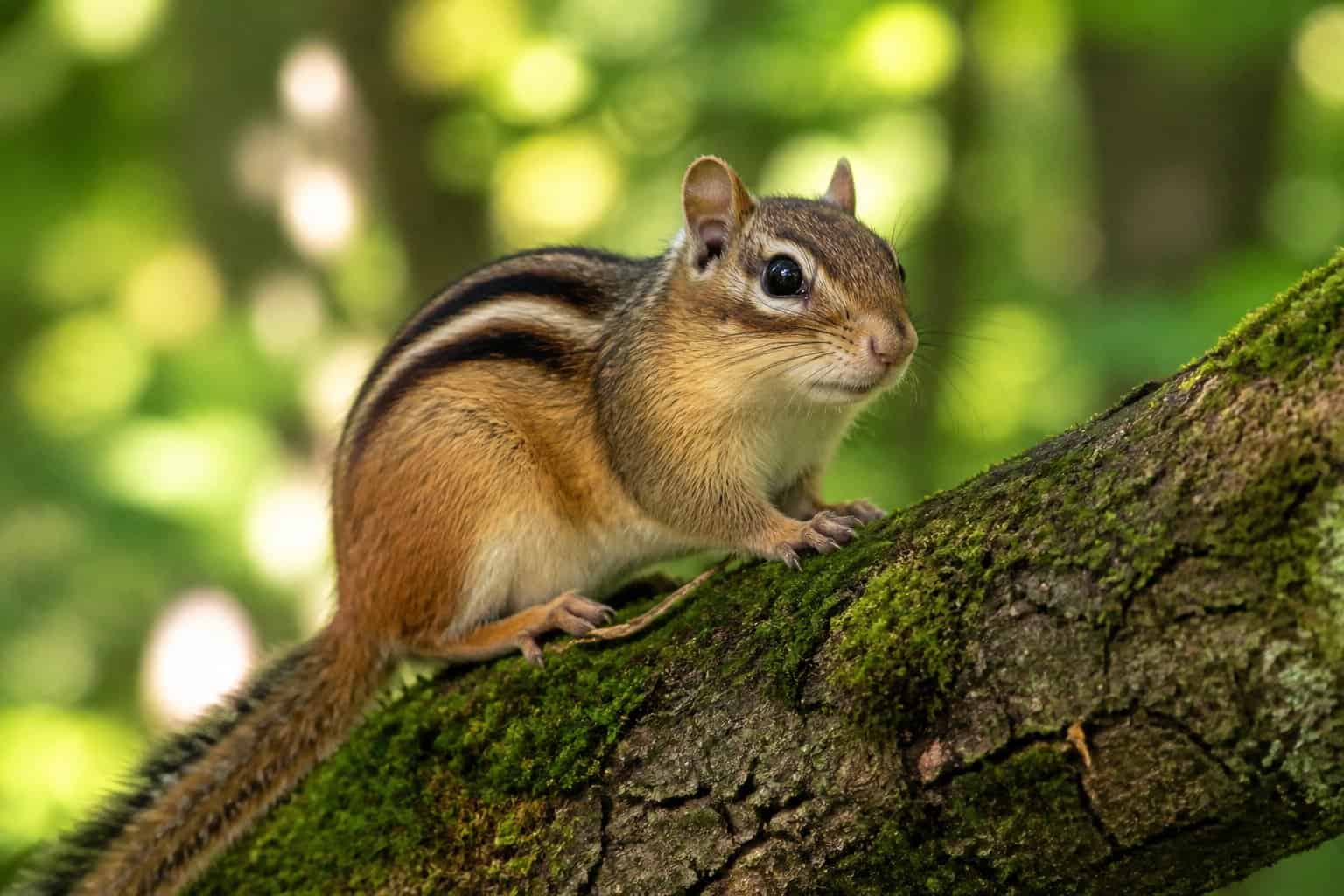 A chipmunk sitting on a mossy tree branch in a forest with green leaves in the background.