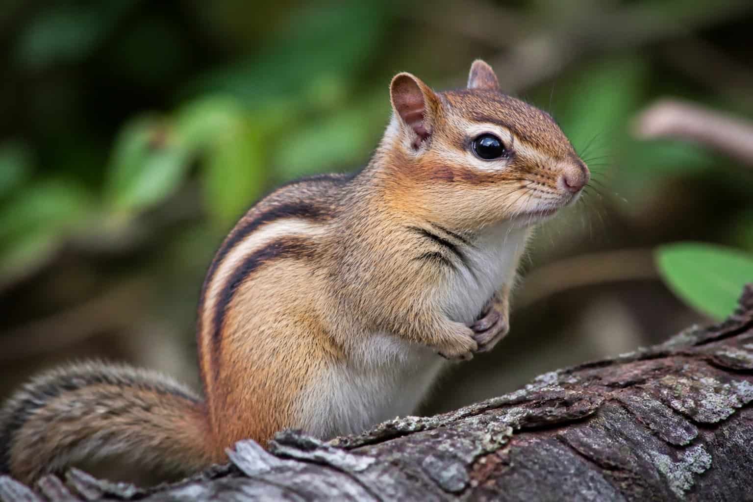 A chipmunk sitting on a tree branch in a forest with green leaves around it.