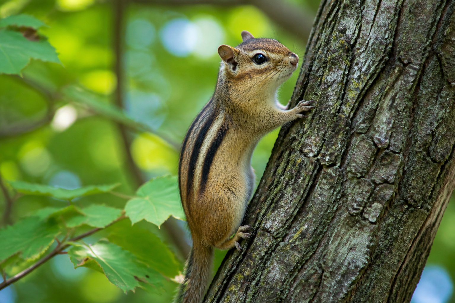 A chipmunk climbing a tree trunk surrounded by green leaves in a forest.