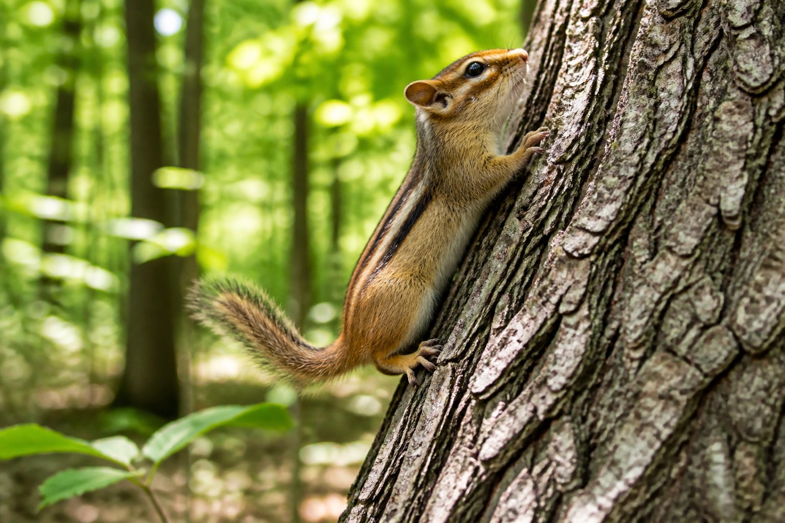 A chipmunk climbing up the bark of a tree in a sunlit forest.