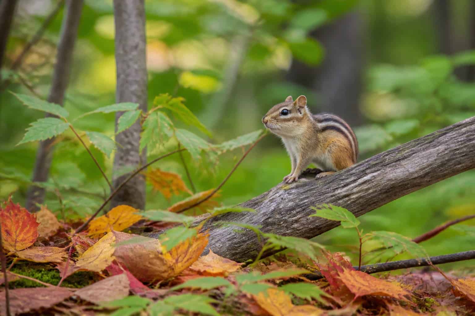 A chipmunk sitting on a tree branch in a forest with fallen leaves around.
