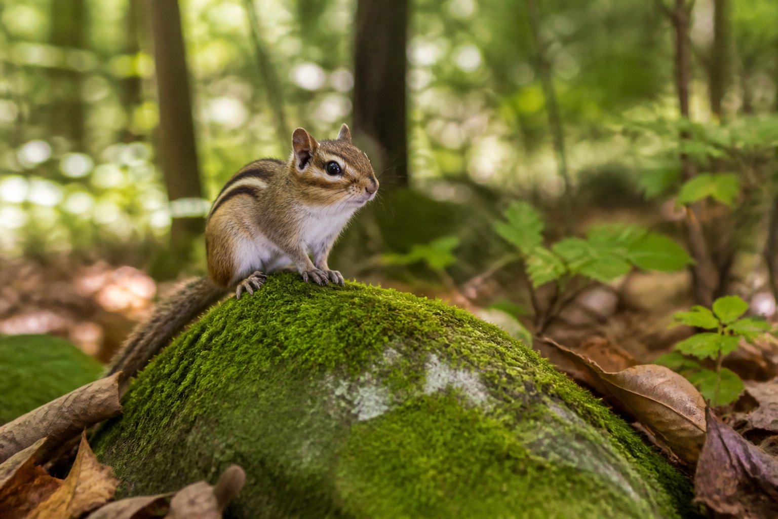 A chipmunk sitting on a mossy rock in a forest with trees and plants in the background.