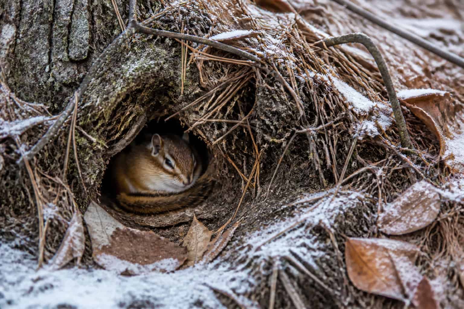 A chipmunk resting inside a burrow on a forest floor covered with leaves and pine needles during late autumn or early winter.